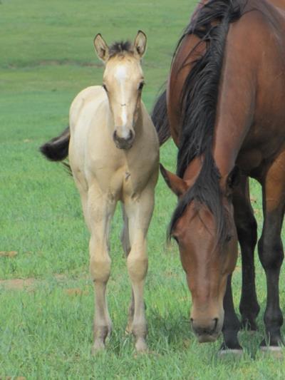 Mozambique Drift JW<BR>AQHA 5879326